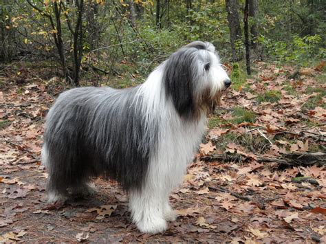 Bearded Collie - Puppies, Rescue, Pictures, Information, Temperament, Characteristics | Animals ...