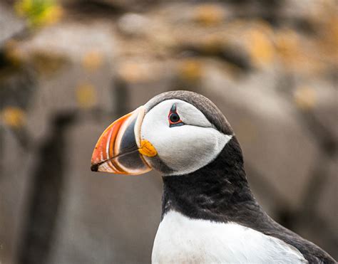 Puffins on Iceland on Behance