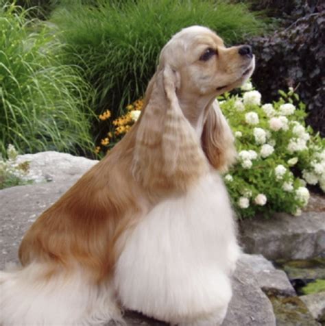 The Cocker Spaniel Haircut: A Guide to Grooming & Styling [With Photos ...