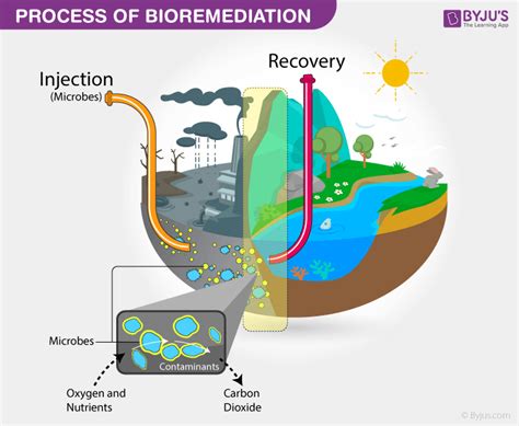 Bioremediation - Process | Types of Bioremediation | Examples