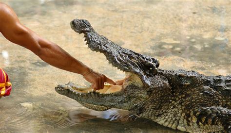 Graphic Crocodile Attack Video Shows Moment Animal Trainer’s Arm Bitten ...