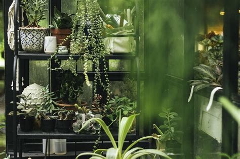 Indoor Plants Images | Free Vectors, PNGs, Mockups & Backgrounds - rawpixel