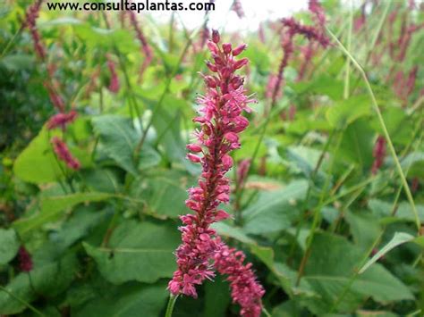 Persicaria maculosa o Persicaria | Cuidados