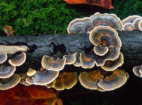 Turkey Tail Fungus — Jeff Schneiderman Photography