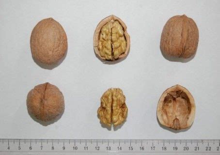 Dwarf Walnut Tree Dwarf Karlik® | Walnut tree, Trees to plant, Small trees for garden