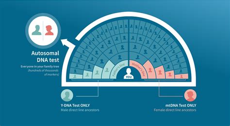 Autosomal DNA Testing | AncestryDNA® Learning Hub