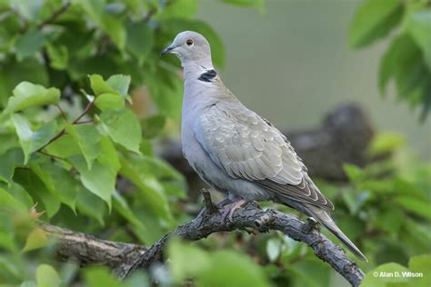 Eurasian Collared-Dove - ID, Facts, Diet, Habit & More | Birdzilla