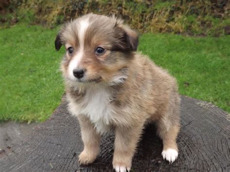 Stunning Sheltie x Border Collie puppies | Llanwrda, Carmarthenshire | Pets4Homes