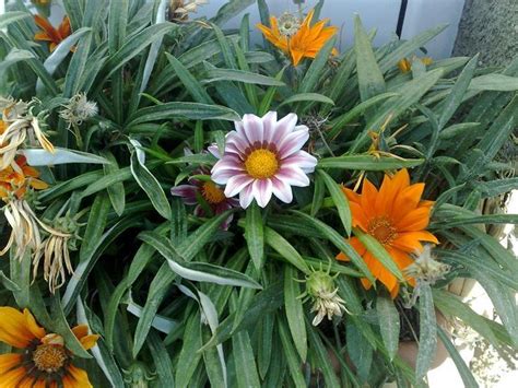 an assortment of flowers in a pot outside