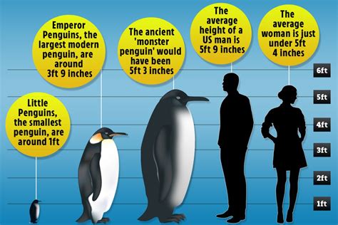 Ancient 'monster penguins' that stood as tall as HUMANS terrorised USA 40million years ago