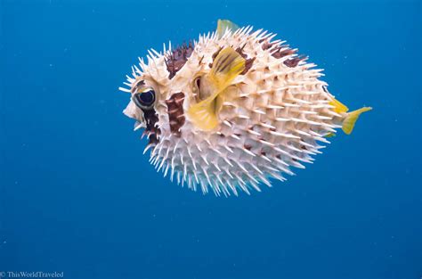 Snorkeling Adventures in the Maldives: Why We Spent Every Day in the Ocean - This World Traveled