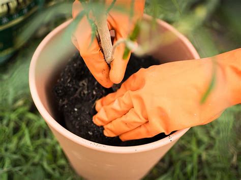 Recycling and reusing old compost | Compost, Potting compost, Soil improvement