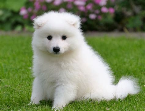 Pets Pakistan - JAPANESE SPITZ PUPPIES