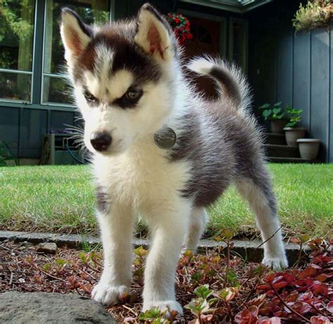 Siberian Husky Puppies For Sale | Virginia Beach Boulevard, VA #206676