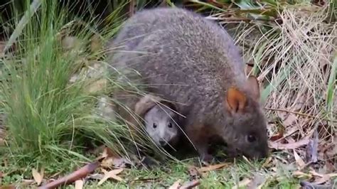 Tasmanian pademelon - Alchetron, The Free Social Encyclopedia