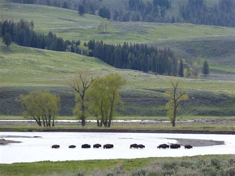 Yellowstone Wildlife Viewing & Photography - The Good, The Bad and the RV