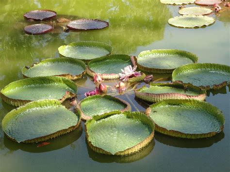 Jardineria Eladio Nonay: Jardinería Eladio Nonay: Plantas Acuáticas.