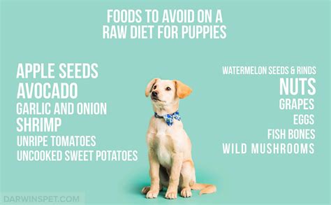 Is a Raw Puppy Food Diet Right for Your Pet? | Darwin's Natural Pet Products | Darwin's Pet Food