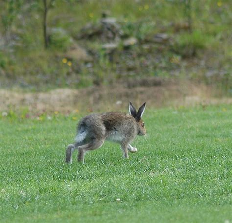 Lepus europaeus (Leporidae) image 16242 at PlantSystematics.org