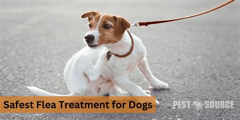 Safest Flea Treatment for Dogs - Pest Source