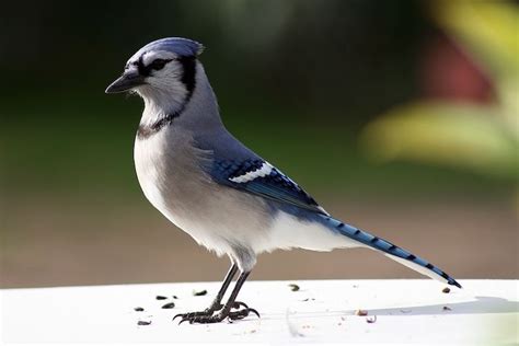 10 Fun Facts About Blue Jays | Blue jay, Bird life list, Jay