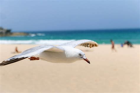 Seagull,birds,natural life,seashore,beach - free image from needpix.com