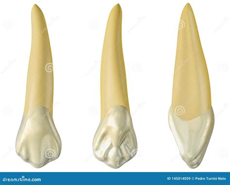 Maxillary Lateral Incisor Tooth In The Vestibular, Palatal And Lateral Views With Blue Neon ...