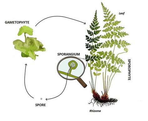 Diploid - Definition and Examples | Biology Dictionary