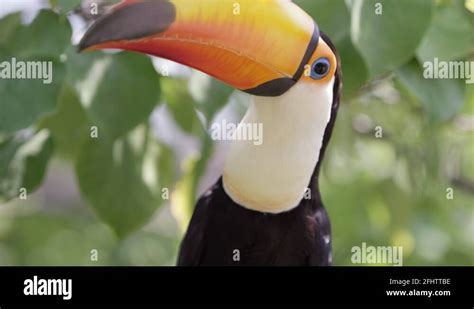 Toucan beak Stock Videos & Footage - HD and 4K Video Clips - Alamy