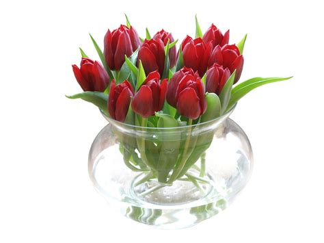 You'll Be Fascinated to Know the Real Meaning of Red Tulips - Gardenerdy