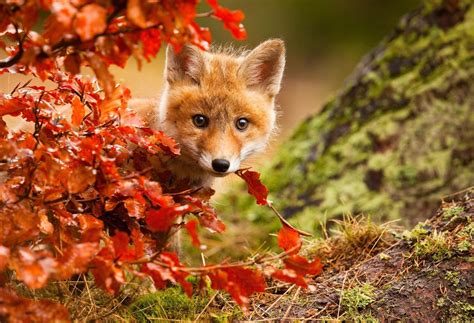 Baby Fox Wallpapers - Top Free Baby Fox Backgrounds - WallpaperAccess