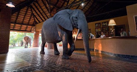 Mfuwe Lodge in South Luangwa National Park - Luxury Safari in Zambia