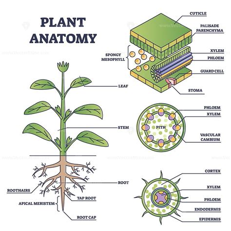 Plant anatomy with structure and internal side view parts outline ...