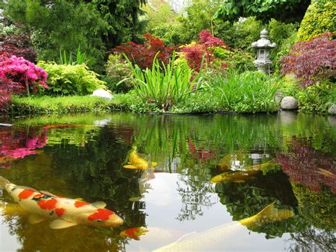 Koi Fish Pond Wallpapers - Top Free Koi Fish Pond Backgrounds - WallpaperAccess