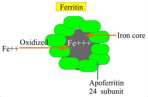 Ferritin function, causes of high or low ferritin & treatment for abnromal ferritin