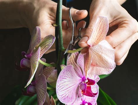 How to Prune Orchids - Backyard Boss