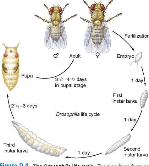 Drosophila Melanogaster Characteristics