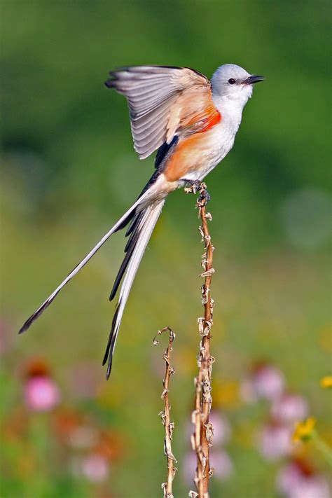 Dallas Trinity Trails: Scissor-tailed Flycatchers and Kingbirds In Texas Trinity River Corridor