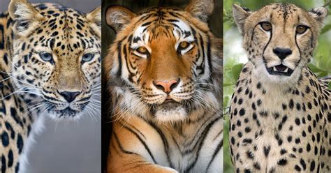 Wild Cat Conservation Status List - BigCatsWildCats