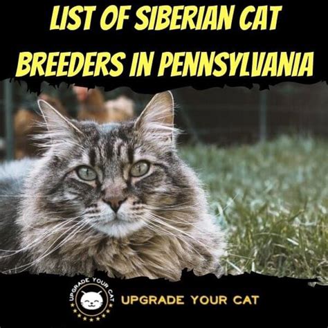 Siberian Cat Breeders in Pennsylvania | Kittens & Cats for Sale