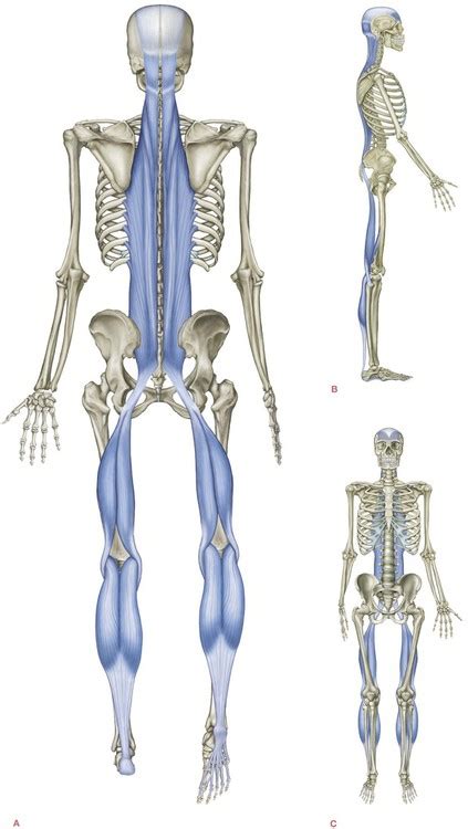 The Superficial Back Line | Basicmedical Key