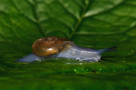 Free photo: Slime animal - Green, House, Plant - Free Download - Jooinn