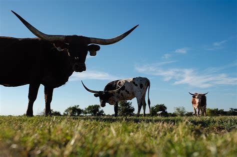 Family Documentary Session on a Texas Longhorn Cattle Ranch - Jeremy ...