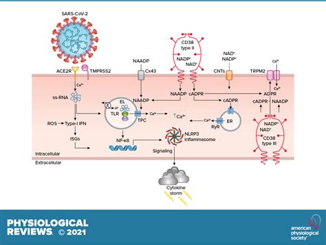 Physiological Reviews