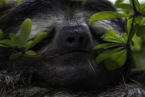 Sloth Facts: Sleep