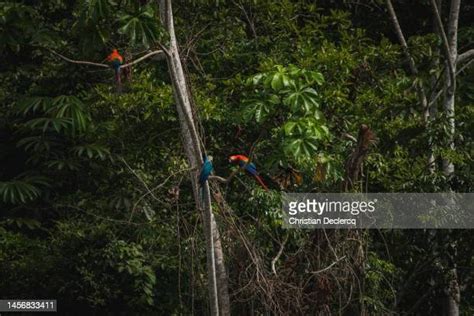 Tambopata Park Photos and Premium High Res Pictures - Getty Images