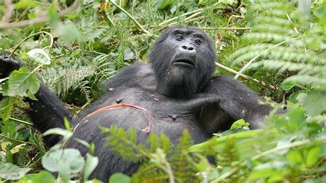 gorilla trekking Uganda luxury — best luxury gorilla trekking safaris