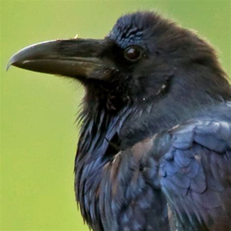 Common Raven Bird Call iPhone Ringtone - Wildtones