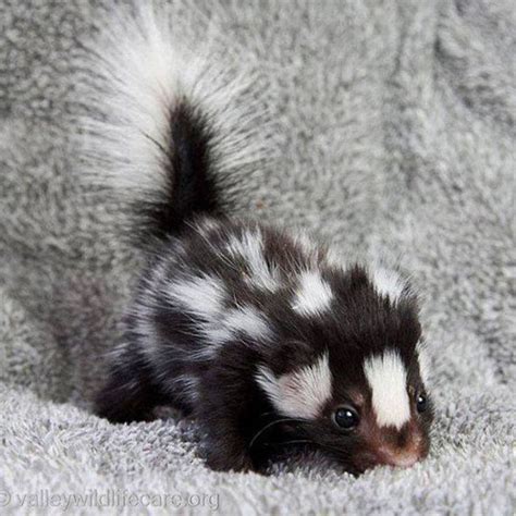 baby skunk | Cute animals, Baby skunks, Cute little animals