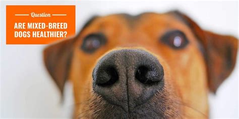 Are Mixed-Breed Dogs Healthier? — Yes, But it's Complicated!